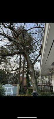 Big tree, 1 of 4 removed