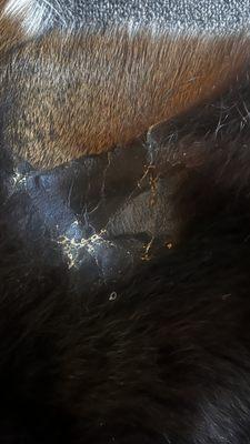 Attic Moose Antiques