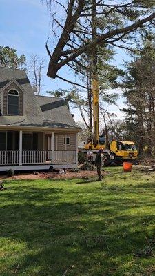 Todd Cambra Certified Arborist