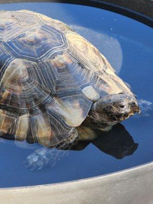 My Pet Tortoise King Arthur age 7yrs