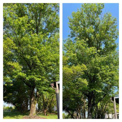 Before and after pruning my 33 year old 34' Silver Maple to help prolong it's life and keep it healthy.