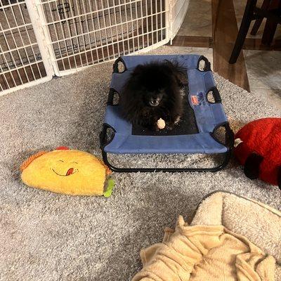 Boulder Falls Pet Resort