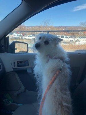 Wilco on our way to get groomed at Dara's!