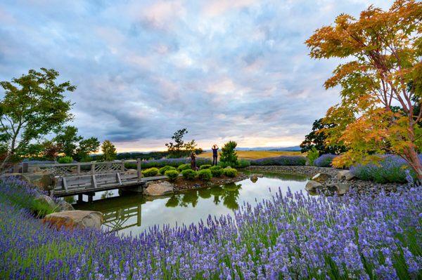 Saffron Fields Vineyard