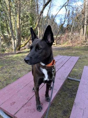 Pampered Pet Grooming Salon