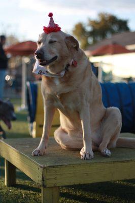 Bumble's Backyard - a place for good dogs and good people