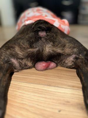 Sylvan Veterinary hospital