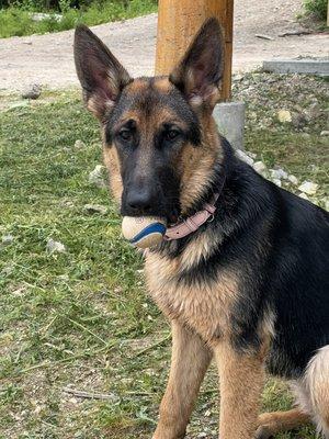 Frankie Berger Dog Training