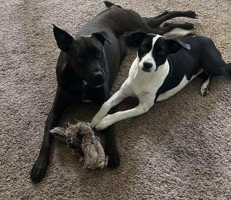 Hounds Town - Wilmington