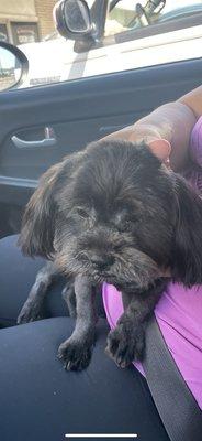 Bubbles Dog Grooming