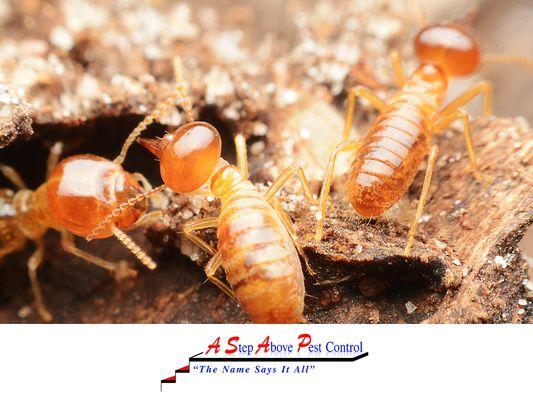 A Step Above Pest Control