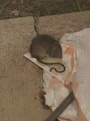 Big rat we found in our former apartment (#39) !!!!!