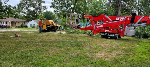 Grinder to cut down stump of silver maple