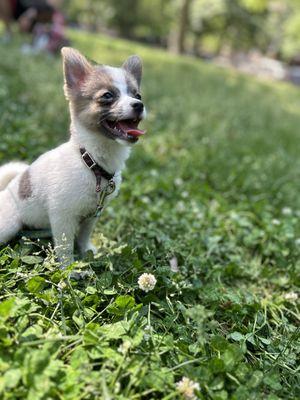 Carmens Pet Boutique