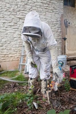 ATX Bee Removal