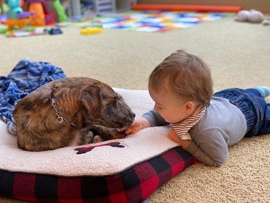 Academy of Canine Behavior