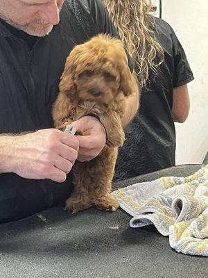 Cavapoo Puppy