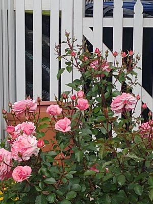 California Elementary Education Assn