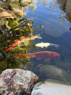 Backyard Pond Service