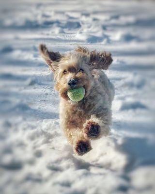 Premier Pet Care
