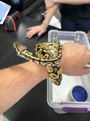 Ball Python