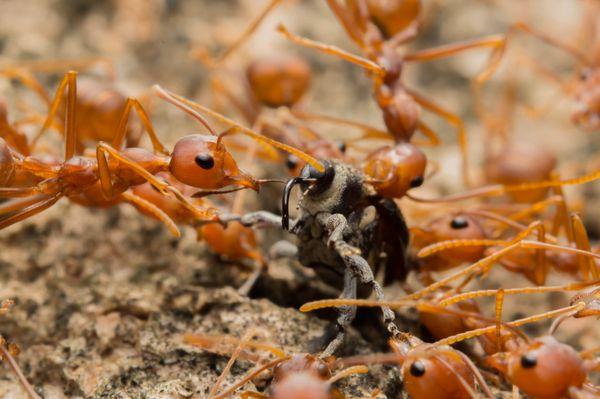 Mr Bugg's Pest Patrol