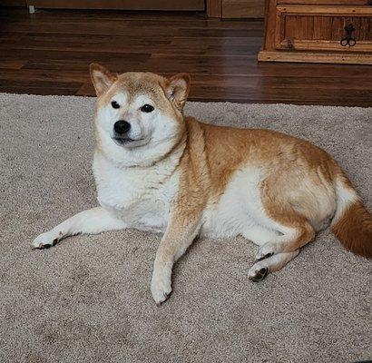 Sinopa Shibas Canine Massage and Dog Training