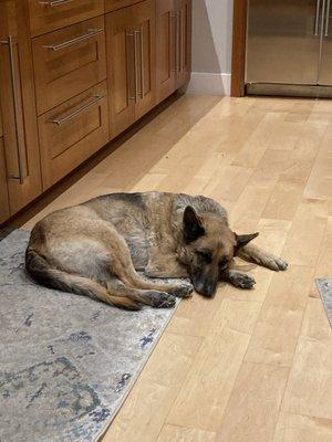 Bay Area Critter Sitters