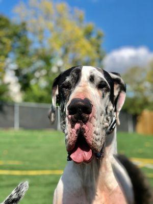 A Furry Tail Come True - Nazareth