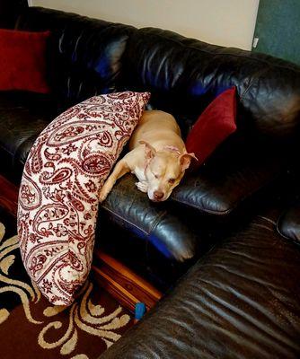 Happy Tails Dog Salon