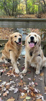 On the Move Pet Care