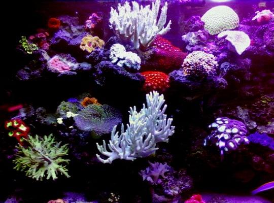 Living Reef Aquariums