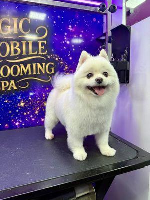 Magic Mobile Pet Grooming Spa