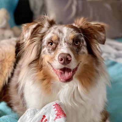 Next Best Thing Pet Sitting