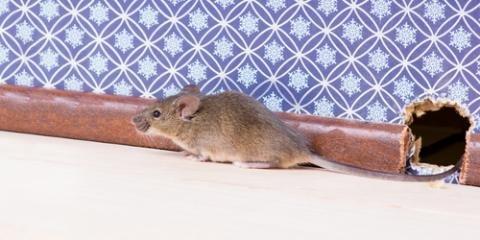 Powell's Pest & Termite Control Inc.