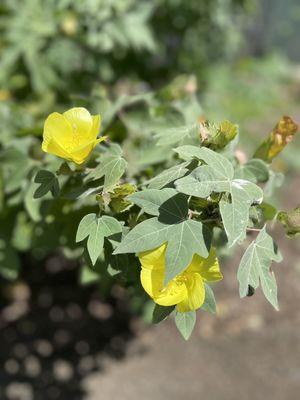 Liliuokalani Botanical Garden