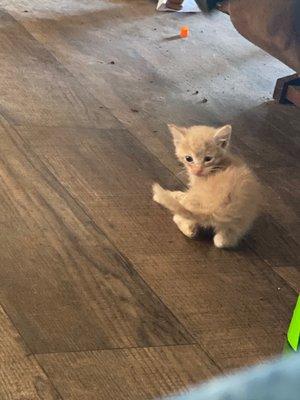 Cushing Veterinary Clinic