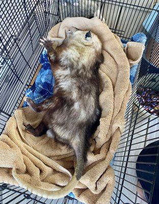 Friends of Texas Wildlife