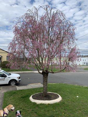 Gehringer Tree Service