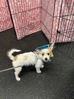 Tiger Lilly's graduation from puppy school.