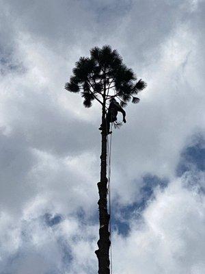 Clear View Tree Service