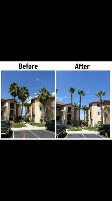 Tercero & Salvador Tree Service and Landscape