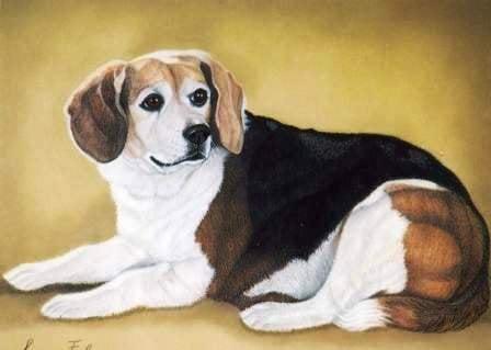 Simone Farley Pet Portraits