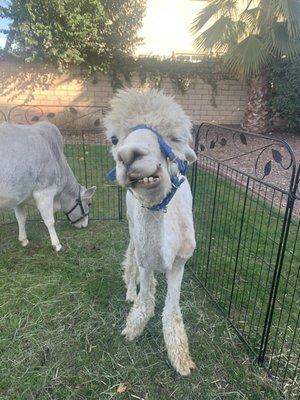 Great Pony Parties And Petting Zoos