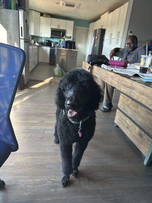 Charise’s Pet Grooming Spa