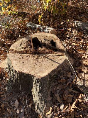 D & D Tree Care And Landscape