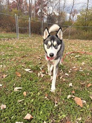 Columbia-Greene Humane Society