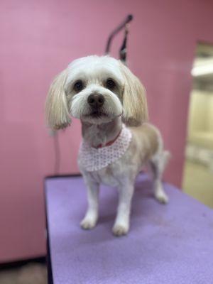 Safe Haven Dog Grooming