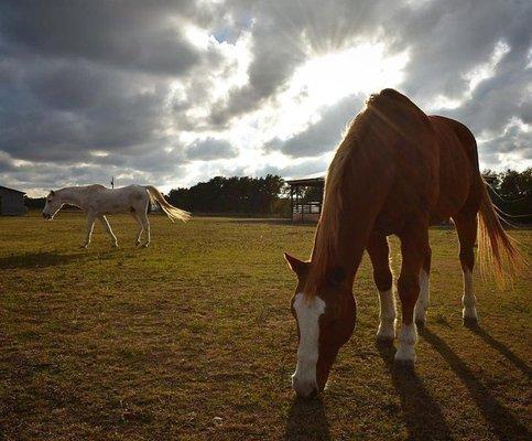 Brookefield South Farm