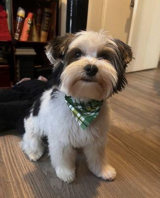 George after a full grooming